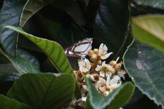 Thisbe lycorias