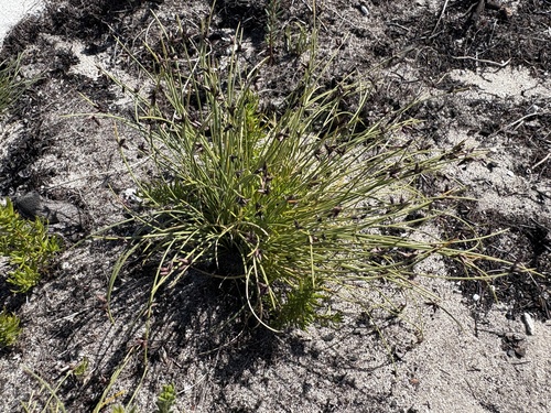 Image of Ficinia lateralis by (c) Charleen Brunke, some rights reserved (CC BY)