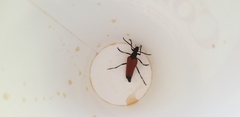 Stenelytrana emarginata