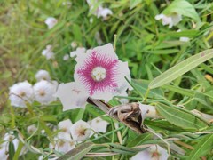 Oxystelma esculentum