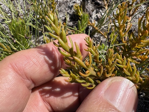 Image of Frootytooty Rootthug by (c) Charleen Brunke, some rights reserved (CC BY)