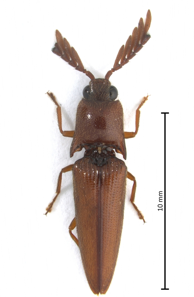 Crepidius emarginatus