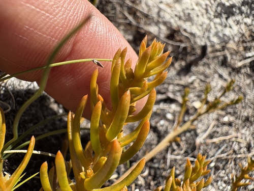 Image of Thesium fruticulosum by (c) Charleen Brunke, some rights reserved (CC BY)