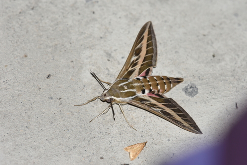 Lišaj viničný (Hyles livornica)