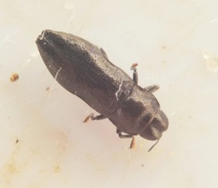 Aphanisticus pusillus