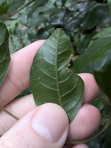 Image of Sarcopteryx stipata by (c) Lewis, some rights reserved (CC BY-SA)
