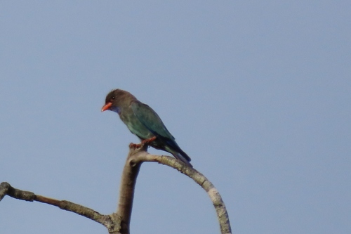 Dollarbird