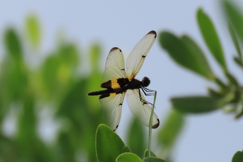 Common Picture Wing