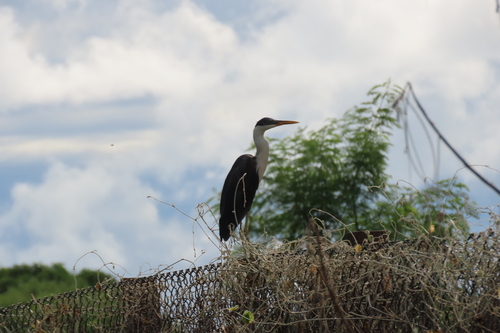 Pied Heron