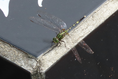 Green Skimmer