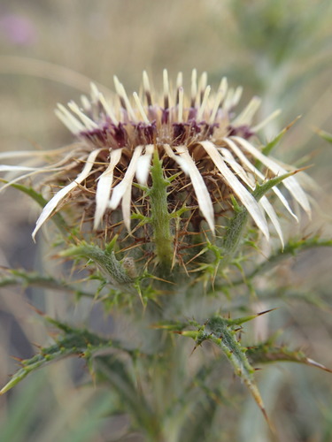 Carline Thistle
