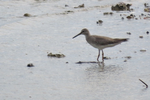 Grey-tailed Tattler