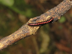 Helicorthomorpha holstii