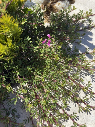 Image of Indigofera bisacculata by (c) Charleen Brunke, some rights reserved (CC BY)