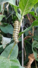 Hemileuca nevadensis