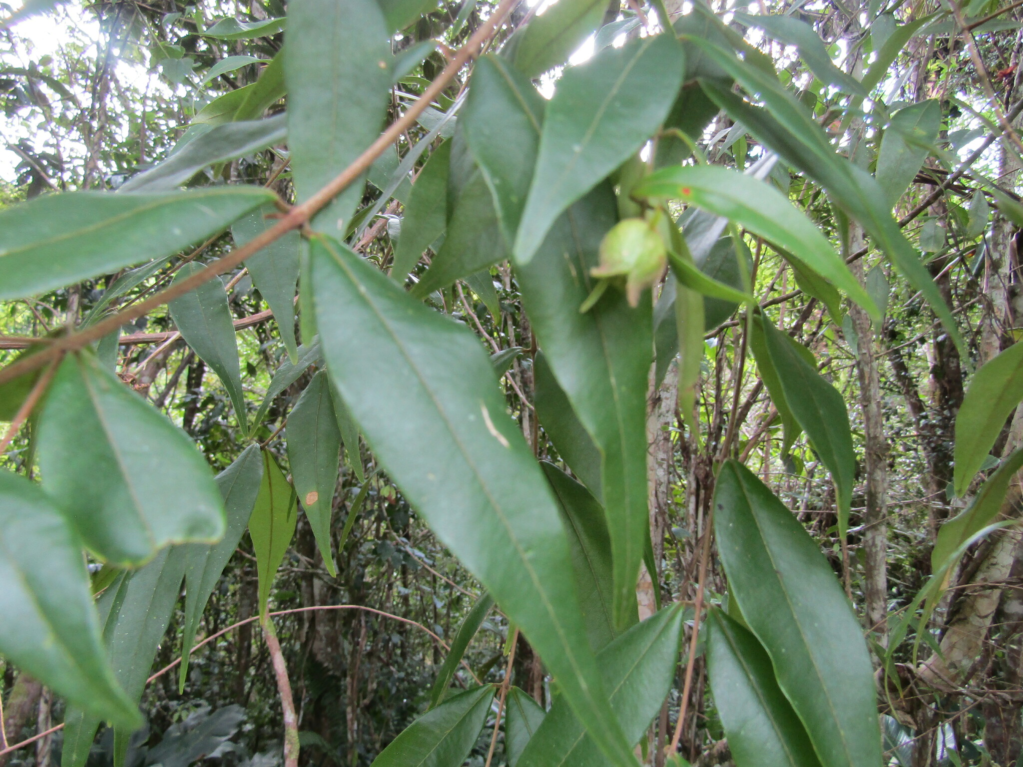 Imagem de Pedra-ume-caá