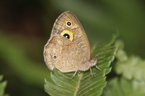 Heteropsis ankova