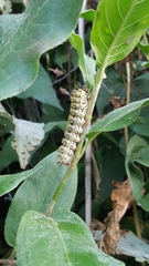 Hemileuca nevadensis