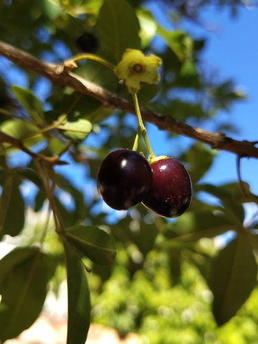 Image of Vitex megapotamica by (c) Lucas Kaminski, some rights reserved (CC BY)