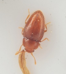 Mycetaea subterranea