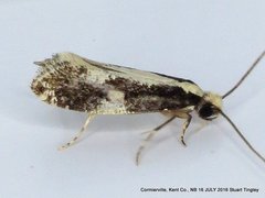 Monopis dorsistrigella