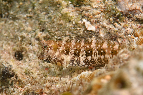 Blauwstip-slijmvis (Salarias guttatus) — Blenniidae