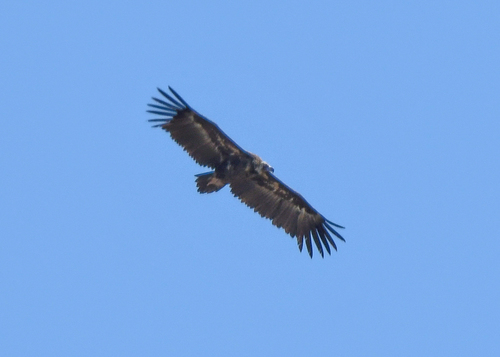 Buitre negro (Aegypius monachus)