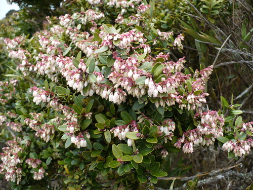Image of Vaccinium consanguineum by (c) Paul Prior, some rights reserved (CC BY)