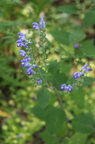 Scutellaria incana