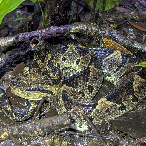 Central American Jumping Pit Viper