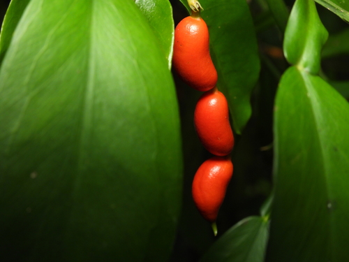 Petchia ceylanica, 2025-02-26