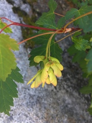 Acer glabrum