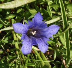 Gentiana newberryi newberryi