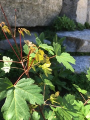 Acer glabrum
