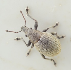 Attactagenus plumbeus