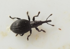 Synapion ebeninum