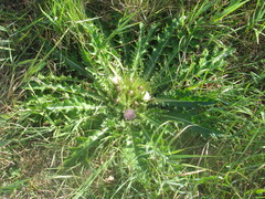 Cirsium roseolum