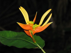 Heliconia aurantiaca