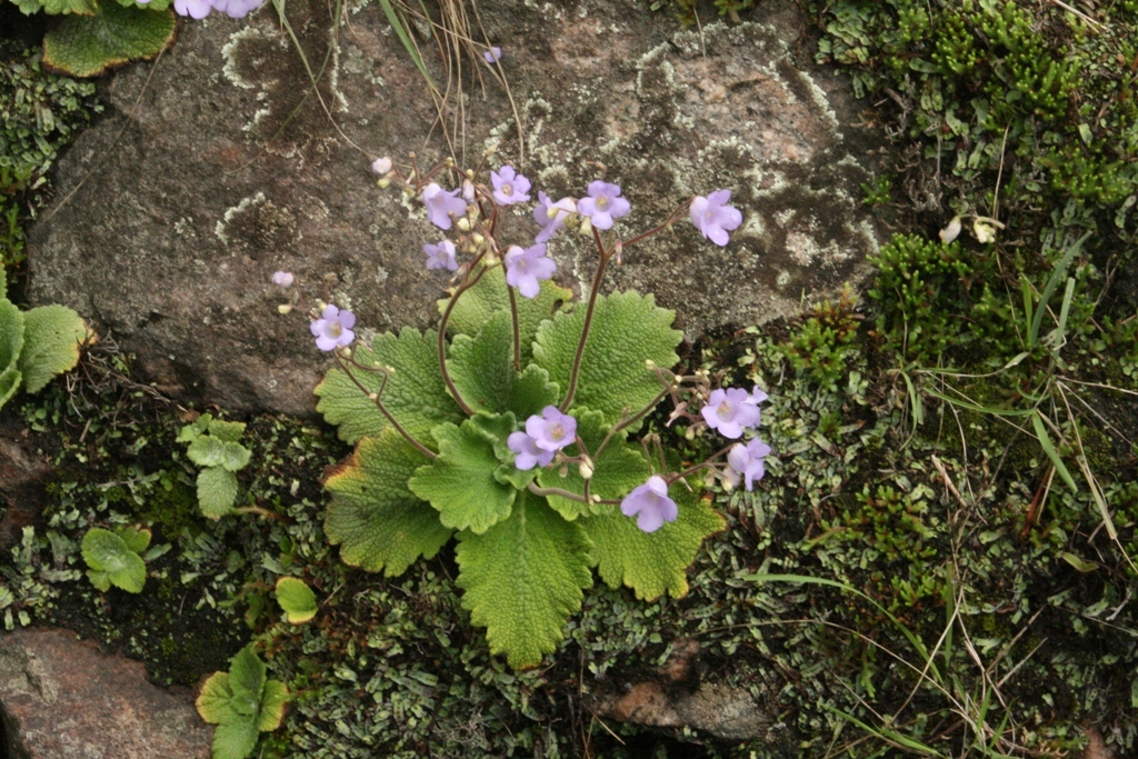 Henckelia incana