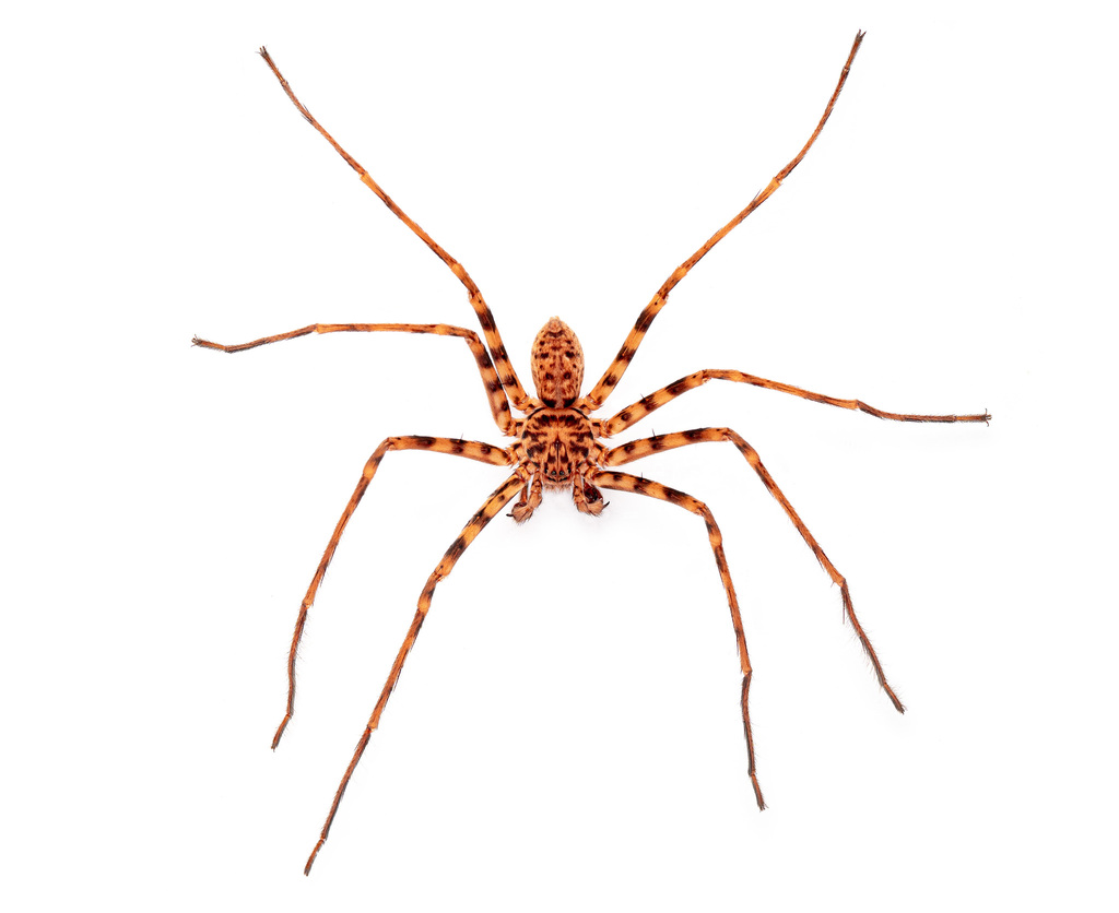 Heteropoda hermitis