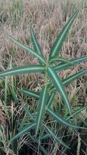 Aeschynomene aspera observed 2016-03-31