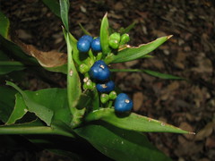Heliconia aurantiaca