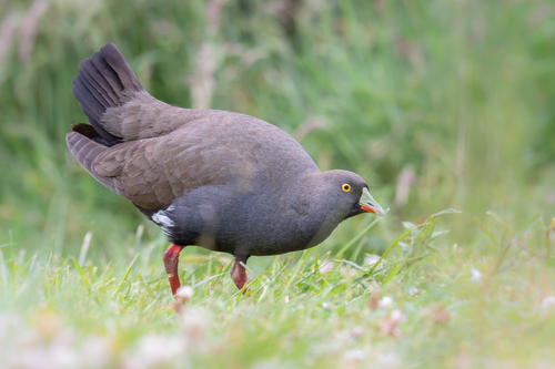 Australisch waterhoen (Tribonyx ventralis)