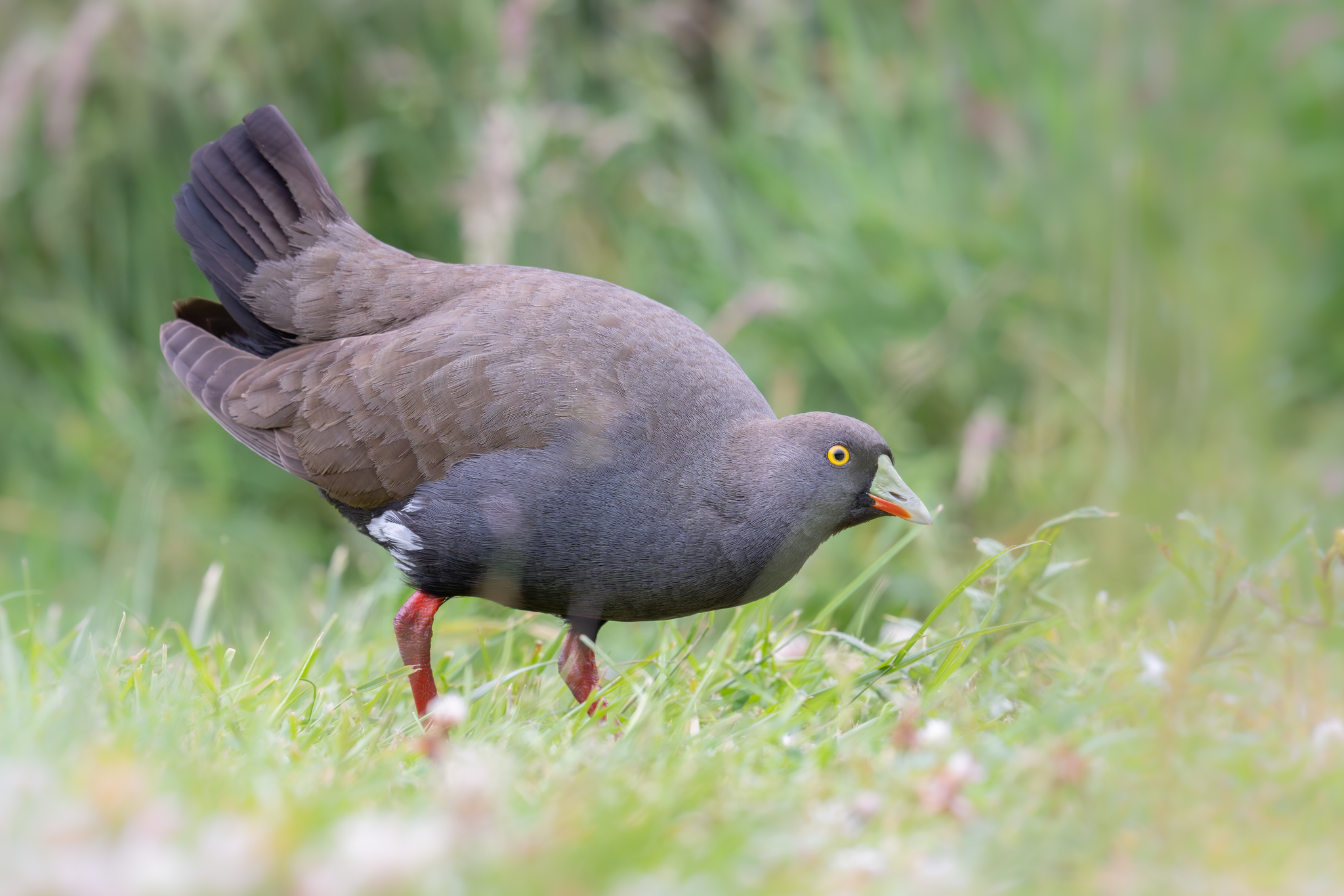 Black-tailed Nativehen illustration
