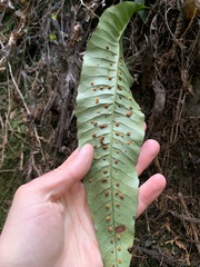 Lepisorus ensatus, photograph Daniel J. Layton, CC BY, iNaturalist via GBIF