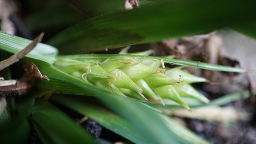Carex hoozanensis iNat (2)