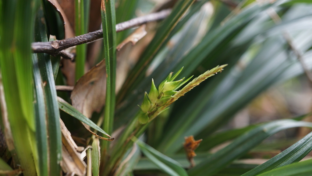 Carex hoozanensis