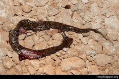 Agkistrodon russeolus