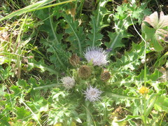 Cirsium roseolum