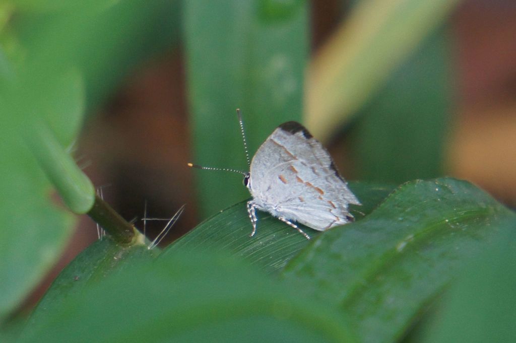 Crolinus Hairstreak